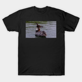 Galapagos Islands Pelican with Brown Noddy T-Shirt